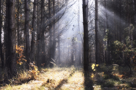View of sunlight rays filtering through tall pine trees in an autumn forest with dry grass on the ground in Tarnobrzeg Podkarpackie Voivodeship Poland.