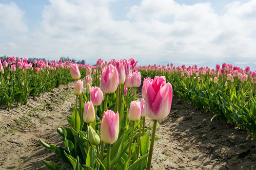 View of vibrant pink tulips blooming in a field under a bright sky in La Conner Washington United States.