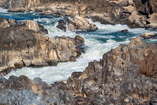 AAB_A456109 AAB_A456109