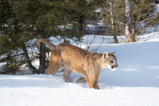 View of a mountain lion walking through deep snow in a forest setting in USA. View of a mountain lion walking through deep snow in a forest setting in USA.