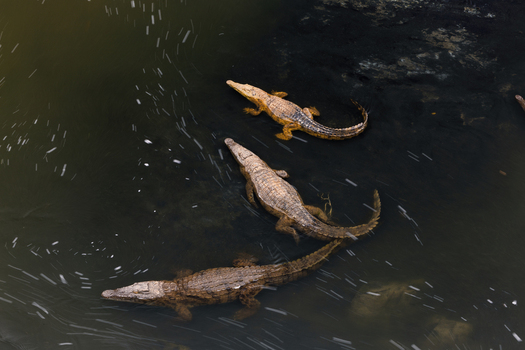 Aerial view of crocodiles basking in the dark rippling waters their scales a stark contrast to the murky depths Mpumalanga South Africa.