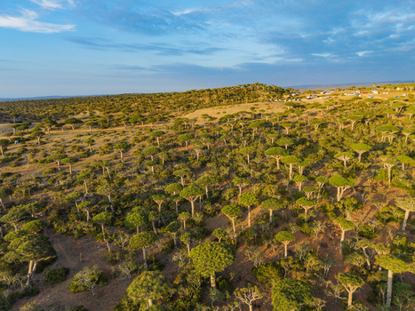 Aerial view of the forest with unique Dragon s Blood Trees dotting the landscape under a serene blue sky Firmihin Socotra Yemen.