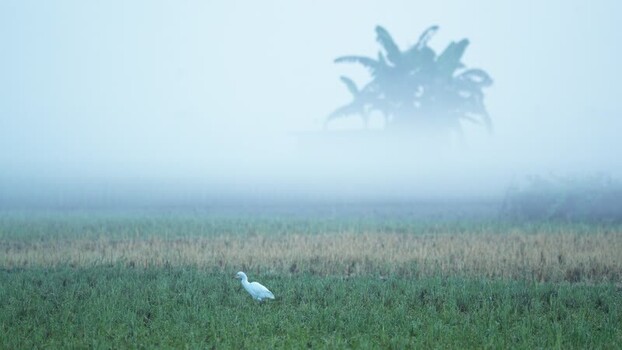 View of a white egret in a misty field in Bangladesh.