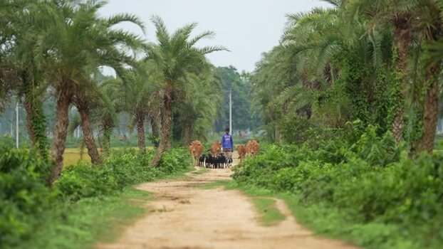 View of a man herding cattle along a path with palm trees Bangladesh.