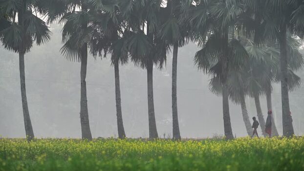 View of palm trees and mustard field in Bogura Bangladesh. View of palm trees and mustard field in Bogura Bangladesh.