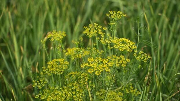 View of yellow wildflowers in a green grassy field Nepal.
