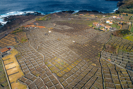 Aerial view of unique stone walled vineyards known as curraletas along the volcanic coastline with the blue ocean in the background in Biscoitos Azores Portugal. Aerial view of unique stone walled vineyards known as curraletas along the volcanic coastline with the blue ocean in the background in Biscoitos Azores Portugal.