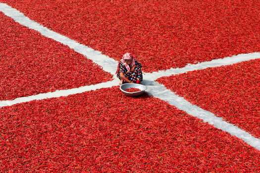 Bogura Bangladesh 22 February 2017 View of a woman sitting among vast fields of red chilies spread out to dry on the ground under the sun. Bogura Bangladesh 22 February 2017 View of a woman sitting among vast fields of red chilies spread out to dry on the ground under the sun.