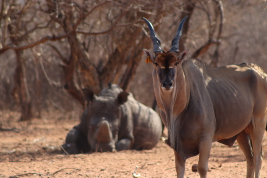 View of an eland standing in the foreground with a rhinoceros resting in the dry bushveld of Thabazimbi Limpopo South Africa.