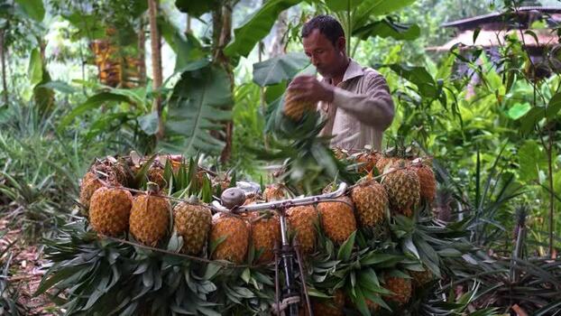View of a man loading pineapples onto a bicycle Bangladesh. View of a man loading pineapples onto a bicycle Bangladesh.