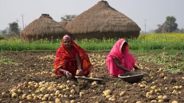 View of women harvesting potatoes in a rural field India.