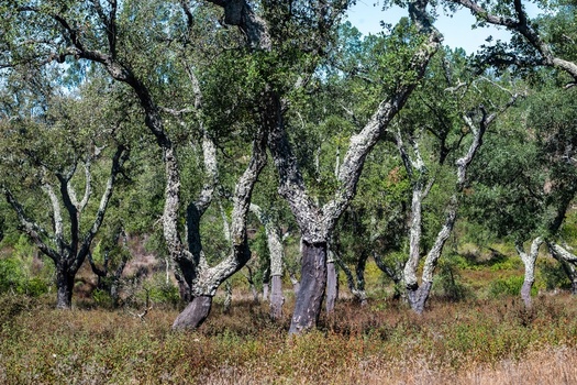 View of a grove of cork oak trees with characteristic stripped bark and dry vegetation in Alentejo Portugal. View of a grove of cork oak trees with characteristic stripped bark and dry vegetation in Alentejo Portugal.