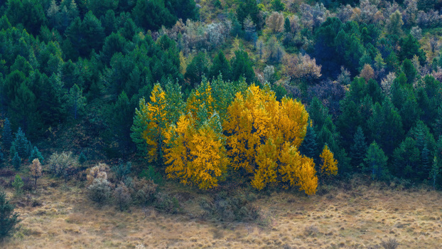 Aerial view of Heidmork nature reserve featuring a vibrant cluster of yellow autumn trees contrasting with dark green conifers and dry grassy terrain in Kopavogur Reykjavikurborg Iceland. Aerial view of Heidmork nature reserve featuring a vibrant cluster of yellow autumn trees contrasting with dark green conifers and dry grassy terrain in Kopavogur Reykjavikurborg Iceland.