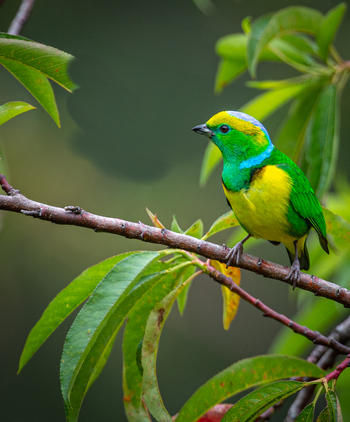 View of a vibrant Golden hooded Tanager perched on a leafy branch in the lush rainforest of Costa Rica. View of a vibrant Golden hooded Tanager perched on a leafy branch in the lush rainforest of Costa Rica.