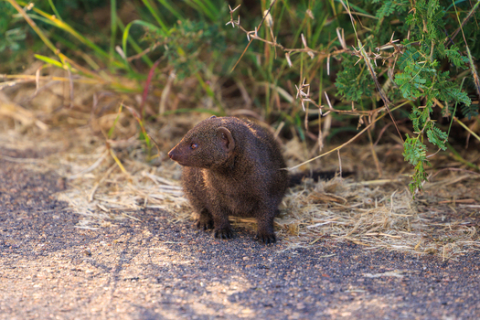 View of a mongoose standing on a dirt path next to tall grass and green bushes in Kruger National Park Skukuza Mpumalanga South Africa. View of a mongoose standing on a dirt path next to tall grass and green bushes in Kruger National Park Skukuza Mpumalanga South Africa.