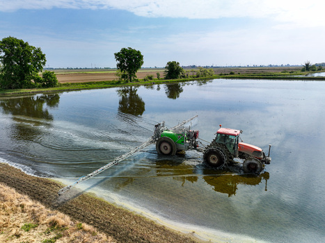 Aerial view of a red tractor spraying a flooded rice field with green trees and a clear sky in the rural landscape Trino Piedmont Italy.