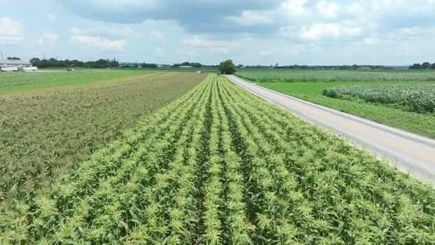 Aerial view of cornfields and rural road in Ronks United States. Aerial view of cornfields and rural road in Ronks United States.