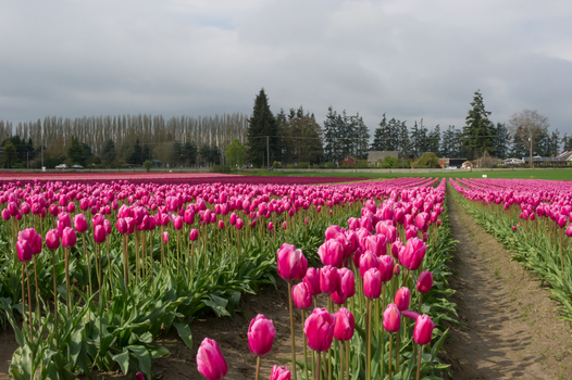 View of vibrant pink tulips blooming in rows across the fields under a cloudy sky in La Conner Washington United States.