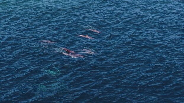 Aerial view of a pod of dolphins swimming in the ocean Maldives. Aerial view of a pod of dolphins swimming in the ocean Maldives.