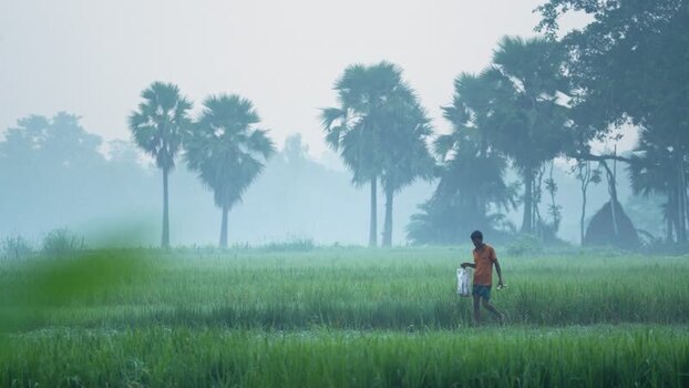 View of a man walking through misty rice fields in Bogura Bangladesh.