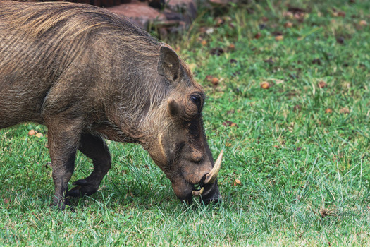 View of a common warthog grazing on lush green grass in the wild at Welgevonden Game Reserve Waterberg District Municipality Limpopo South Africa. View of a common warthog grazing on lush green grass in the wild at Welgevonden Game Reserve Waterberg District Municipality Limpopo South Africa.