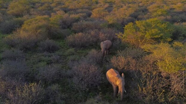 Aerial view of elephants at Tumbeta Game Reserve South Africa.