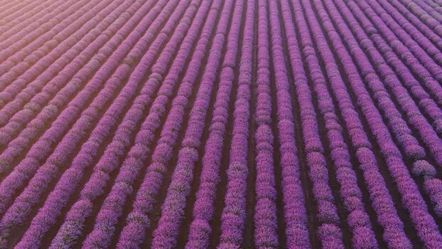 Aerial view of lavender fields in Shabla Bulgaria. Aerial view of lavender fields in Shabla Bulgaria.