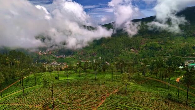 Aerial view of tea plantation in the mountains of Sri Lanka.