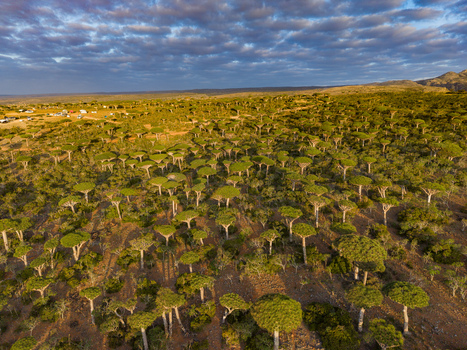 Aerial view of the surreal Dragon s Blood Trees dotting the landscape their umbrella like canopies casting shadows on the arid ground Firmihin Socotra Yemen.