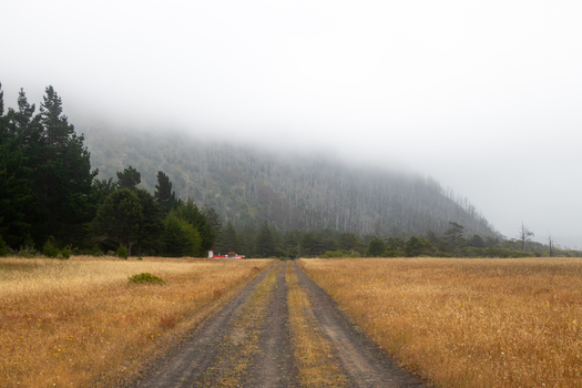 View of a dirt road leading through golden fields toward a misty hillside and evergreen forest at the Lost Coast Humboldt County California United States.