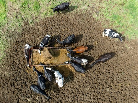 Aerial view of a herd of cows eating hay from a metal feeder in a muddy field surrounded by green grass in Sete Cidades Azores Portugal.