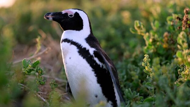 View of an African penguin at Stoney Point Penguin Colony South Africa. View of an African penguin at Stoney Point Penguin Colony South Africa.
