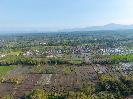 Aerial view of the lush green rice paddies and agricultural fields surrounding the village with distant mountains under a clear sky in Candipuro East Java Indonesia.