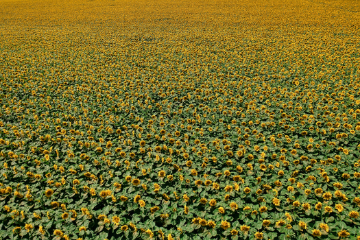 Aerial view of a vast sunflower field stretching to the horizon a sea of gold under the sun Chyhyrynskyi district Cherkasy Oblast Ukraine.