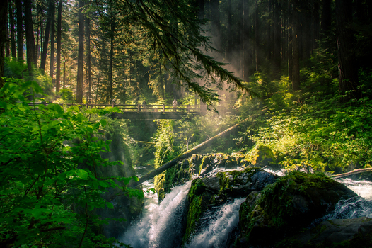 View of Sol Duc Falls with a wooden bridge crossing the river surrounded by lush temperate rainforest mossy rocks and sunlight filtering through the canopy in Port Angeles Washington United States.