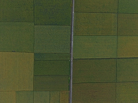 Aerial view of lush green rice fields divided by a narrow path in the rural landscape of Kutoarjo Central Java Indonesia. Aerial view of lush green rice fields divided by a narrow path in the rural landscape of Kutoarjo Central Java Indonesia.