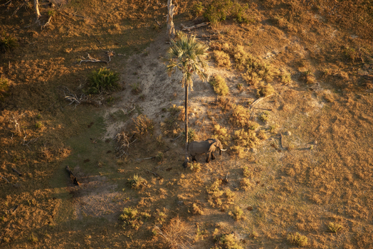 Aerial view of an elephant standing under a palm tree in the Okavango Delta Maun North West District Botswana. Aerial view of an elephant standing under a palm tree in the Okavango Delta Maun North West District Botswana.
