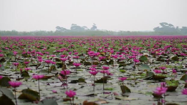View of pink water lilies blooming in Barishal Bangladesh. View of pink water lilies blooming in Barishal Bangladesh.