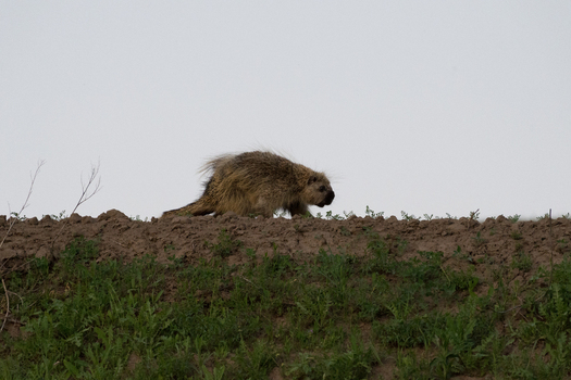 View of a marmot walking along a dirt ridge in a grassy field in Palouse Washington United States.