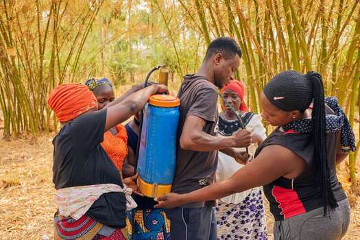 Kundu Federal Capital Territory Nigeria 19 September 2026 View of a group of workers assisting a man with a backpack sprayer at SCL Agroindustrial Farm surrounded by dry bamboo stalks. Kundu Federal Capital Territory Nigeria 19 September 2026 View of a group of workers assisting a man with a backpack sprayer at SCL Agroindustrial Farm surrounded by dry bamboo stalks.