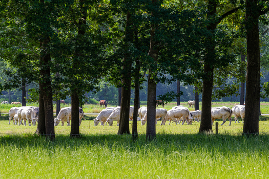 View of white cows grazing in a lush green pasture behind a row of tall trees in Baarn Utrecht Netherlands.