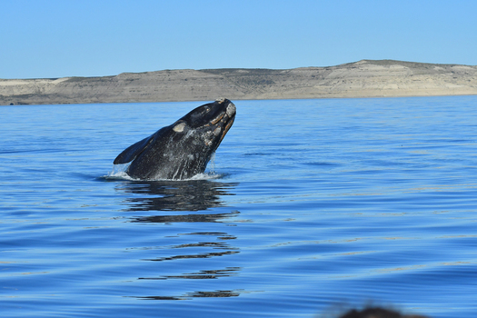 View of a Southern Right Whale surfacing in the calm blue waters of Puerto Piramides with arid coastal hills under a clear sky Puerto Madryn Chubut Argentina. View of a Southern Right Whale surfacing in the calm blue waters of Puerto Piramides with arid coastal hills under a clear sky Puerto Madryn Chubut Argentina.
