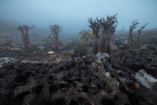 View of Adenium obesum socotranum bottle trees on rugged volcanic rock formations in a misty landscape in Socotra Yemen.