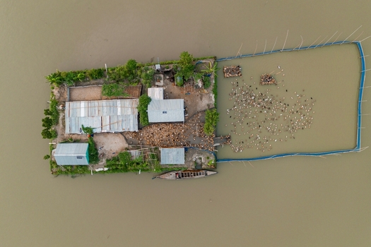 Mithamain Upazila Bangladesh 09 May 2026 Aerial view of a floating homestead and duck farm with a wooden boat and a large flock of ducks in a fenced enclosure in the wetlands.