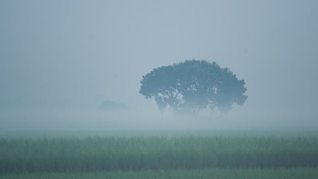 View of trees in a foggy field Bangladesh. View of trees in a foggy field Bangladesh.