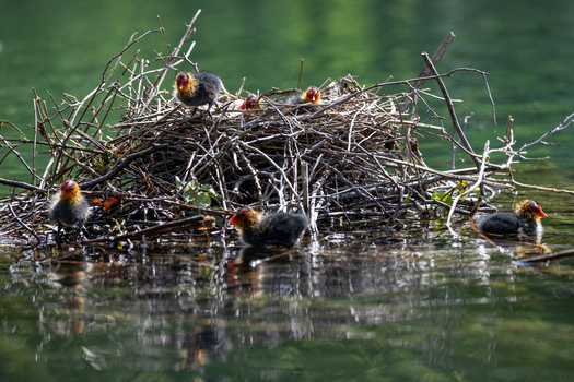 View of Eurasian coot chicks with red heads and black feathers in a nest of dry twigs on a lake Mulhouse Grand Est France.