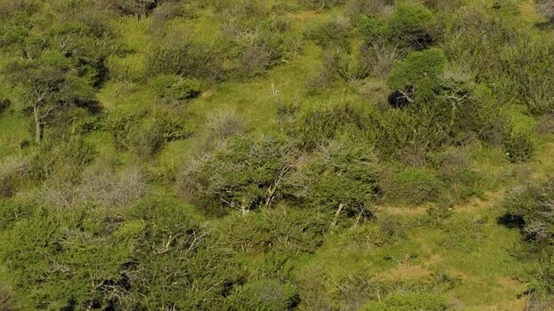 Aerial view of a cheetah in the bushveld South Africa.