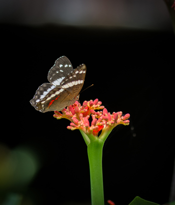 View of a butterfly resting on a vibrant red flower in Costa Rica.