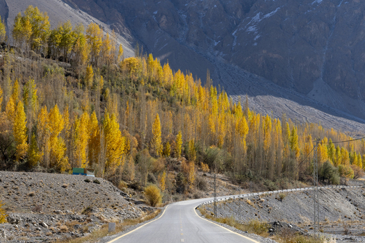 View of a winding road through the Hunza Valley with vibrant autumn foliage on the trees and rugged mountains in the background in Karimabad Balochistan Pakistan.
