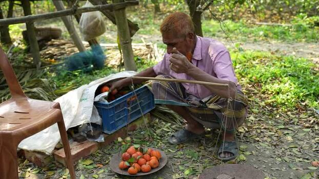 View of a man weighing oranges with a manual scale Bangladesh. View of a man weighing oranges with a manual scale Bangladesh.